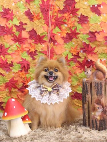 20241112ルルちゃん